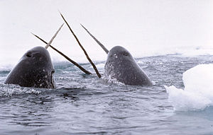 300px-Narwhals_breach