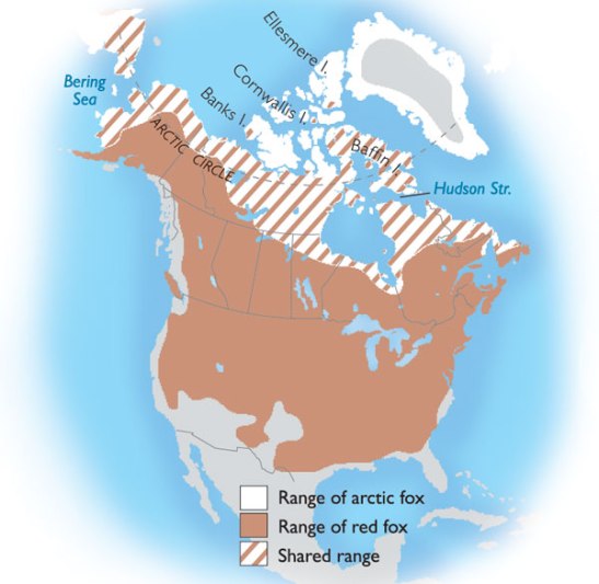 Map obtained at Canadian Geographic http://www.canadiangeographic.ca/kids/animal-facts/arctic_fox.asp