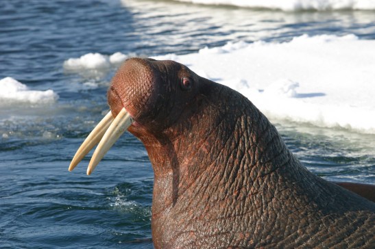Bull Walrus. Photo courtesy of U.S. Fish and Wildlife Service.