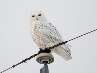 Immature Male Snowy Owl. Photo obtained at http://www.allaboutbirds.org/guide/snowy_owl/id © Trish Sweet, AB, Calgary, January 2011.
