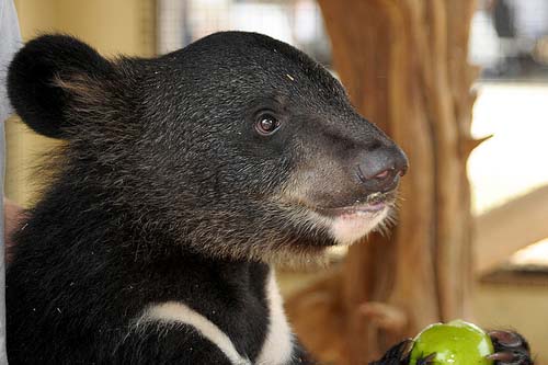 Asiatic black bear cub. Photo from the Creative Commons.  (although this is a bear cared for by Maymie Higgins in 2008.)