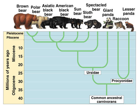 Bear Phylogenetic Tree