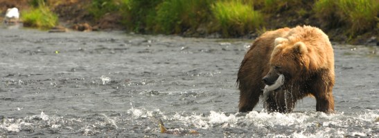 Photo courtesy of U.S. Fish and Wildlife Service