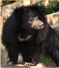 Female sloth bear, Hana. Smithsonian National Zoo.