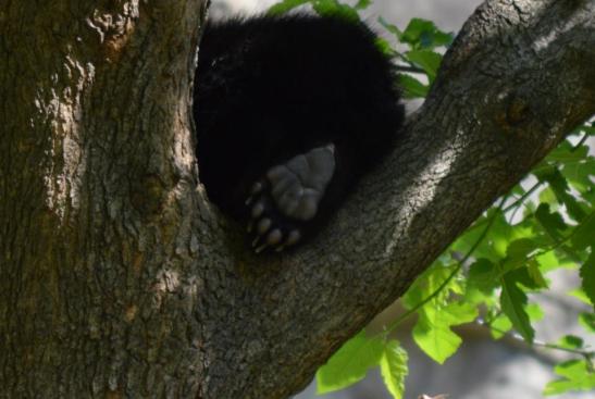 Silly baby bear foot. Smithsonian's National Zoo. Photo by Maymie Higgins. 