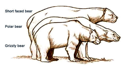 Comparison of giant short-faced bear to modern day brown and polar bears. Image courtesy of National Parks Service. 