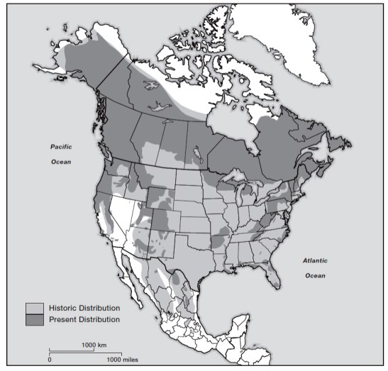 From American Black Bear Conservation Action Plan (Chapter 8, Figure 8.1, page 146) - "Historic and present distribution of black bears (Ursus americanus) in North America"
