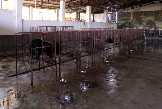 Bear bile farm in Asia. Photo from the Creative Commons.