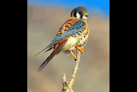 Photo courtesy of U.S. Fish and Wildlife