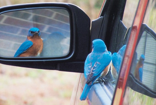 Photo courtesy of Bird and Blooms Magazine online. 