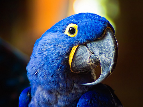 Photo courtesy of U.S. Fish and Wildlife Service