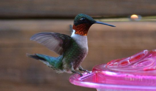 7215_10201438884163596_1140701045_n