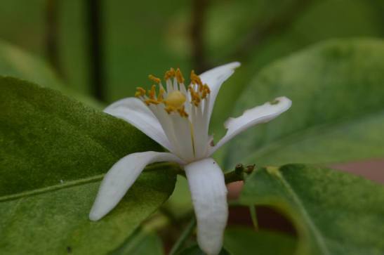 Lemon tree blossom