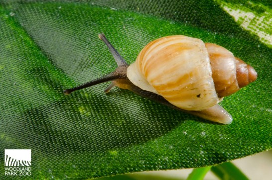 Partula up close on a synthetic leaf backdrop. Photo by Ryan Hawk/WPZ. - See more at: http://woodlandparkzblog.blogspot.com/2013/09/tiny-lab-for-teensy-snails-gets.html#sthash.IXiH3W1A.dpuf