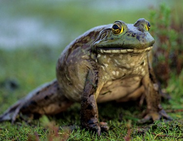Bull frog