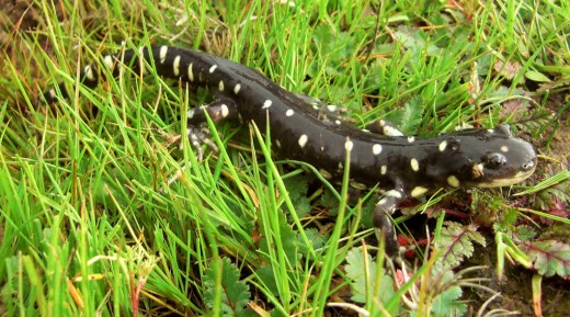 Tiger salamander