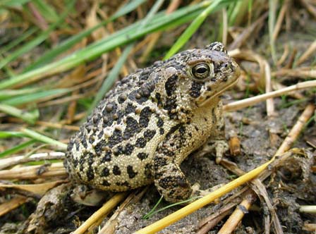 Endangered Wyoming toad